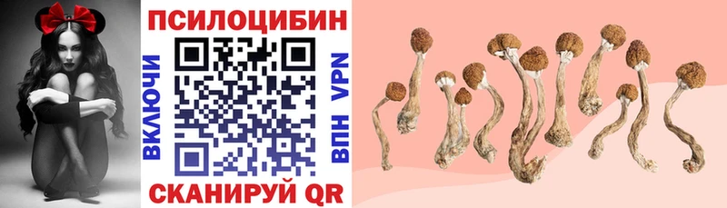 Купить где  Куртамыш  Галлюциногенные грибы Psilocybine cubensis 